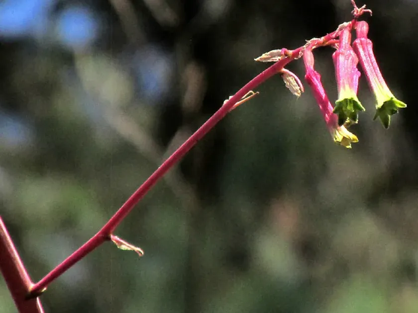 Beschorneria tubiflora