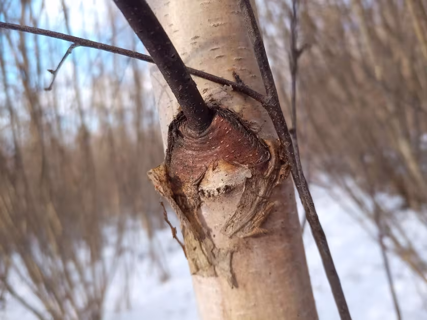 Берёза повислая