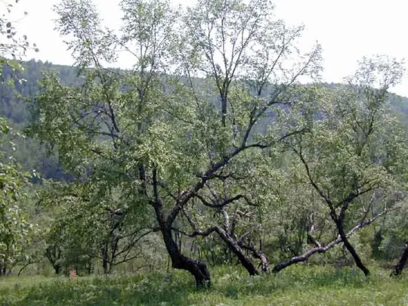 Dahurian birch