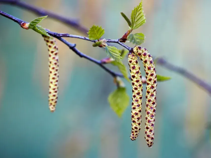 Finnish birch