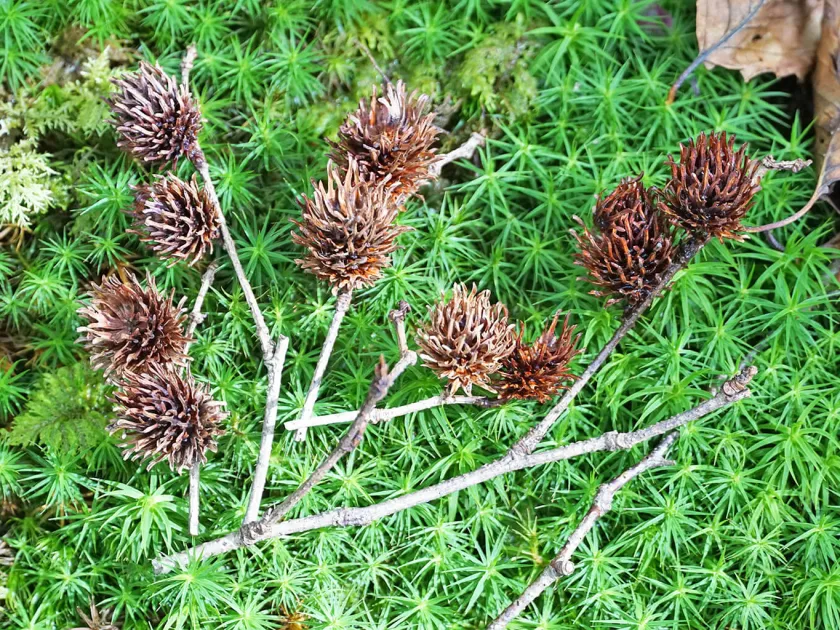 Globispica birch
