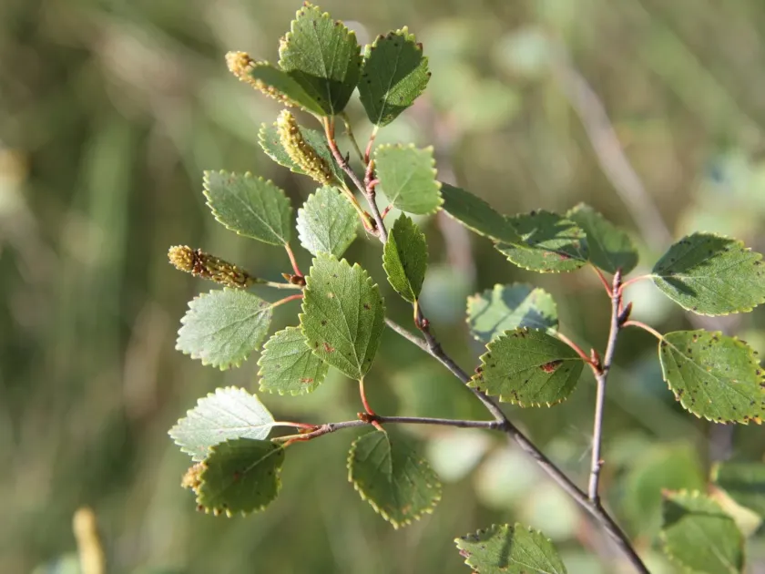Intermediate birch