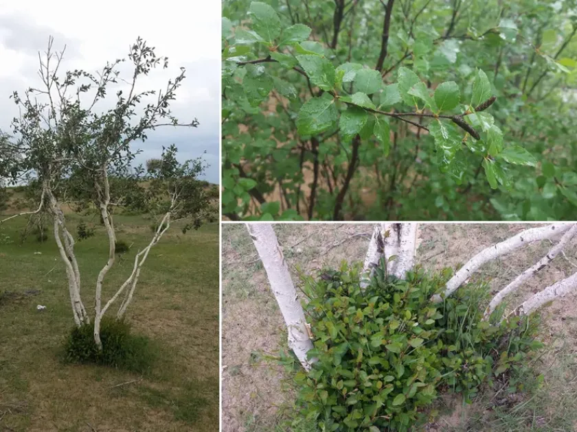 Small-leaf birch