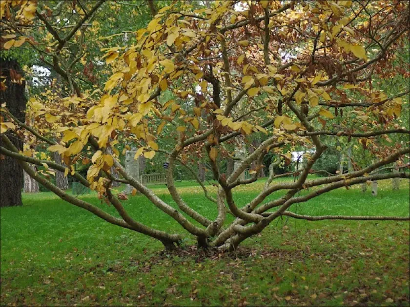 Medwedew's birch