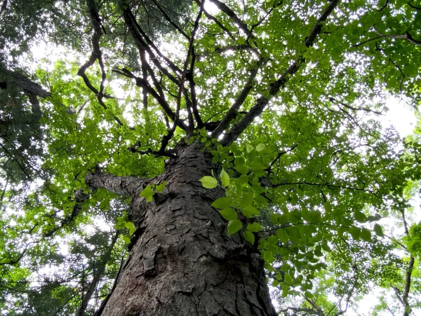 Schmidt's birch