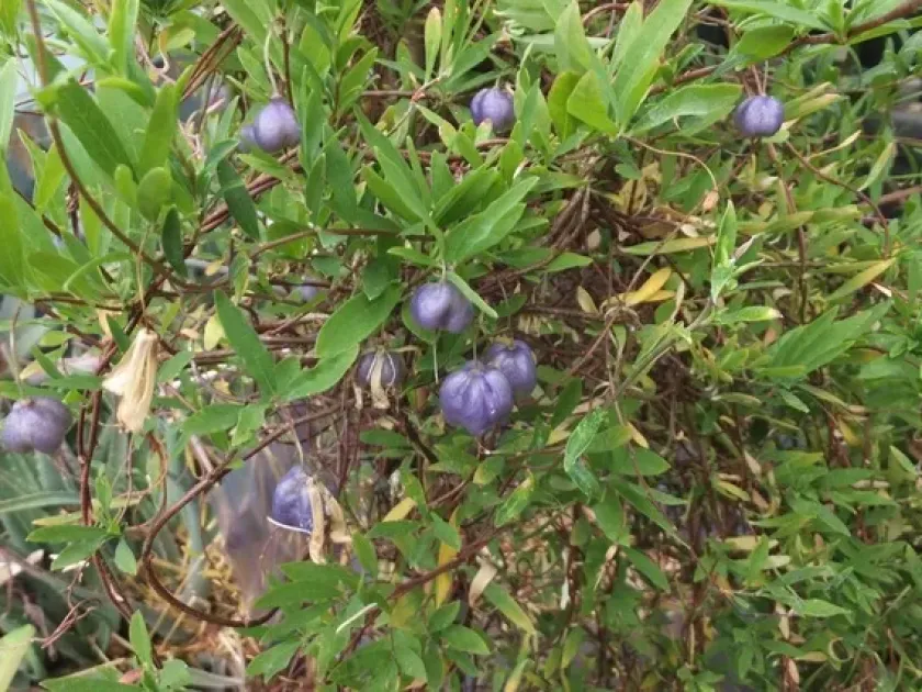Billardiera longiflora