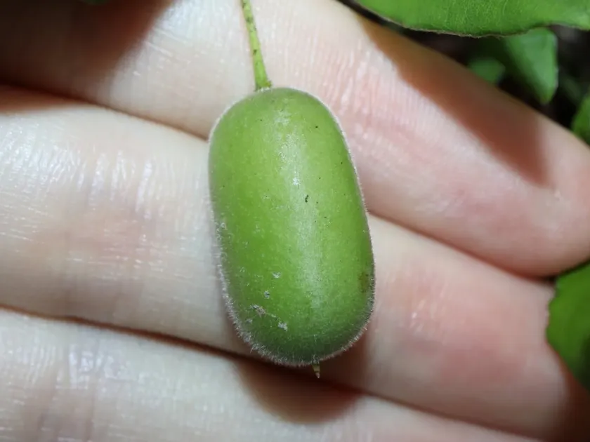 Billardiera scandens