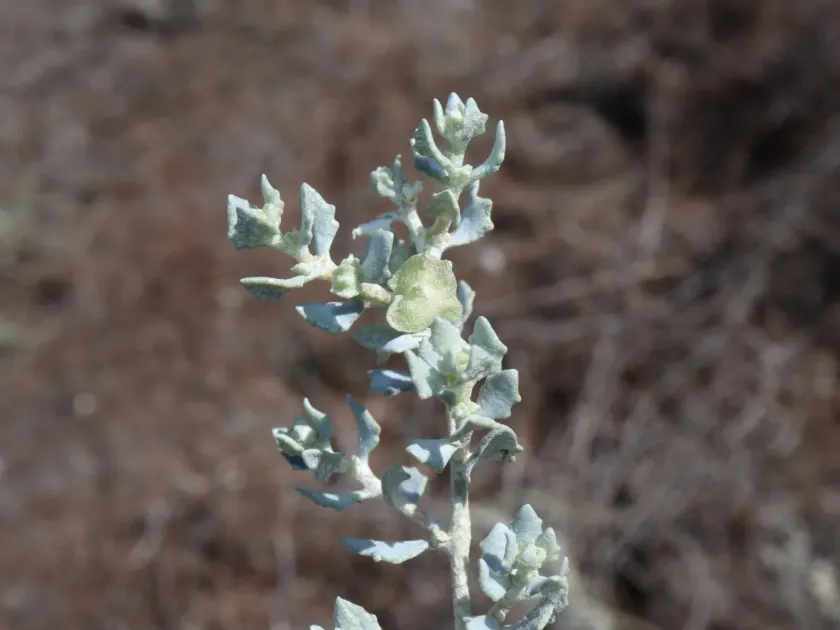 Lindley's saltbush