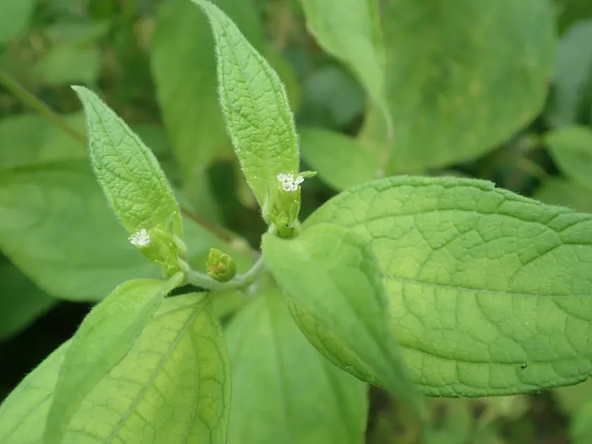 Blainvillea gayana