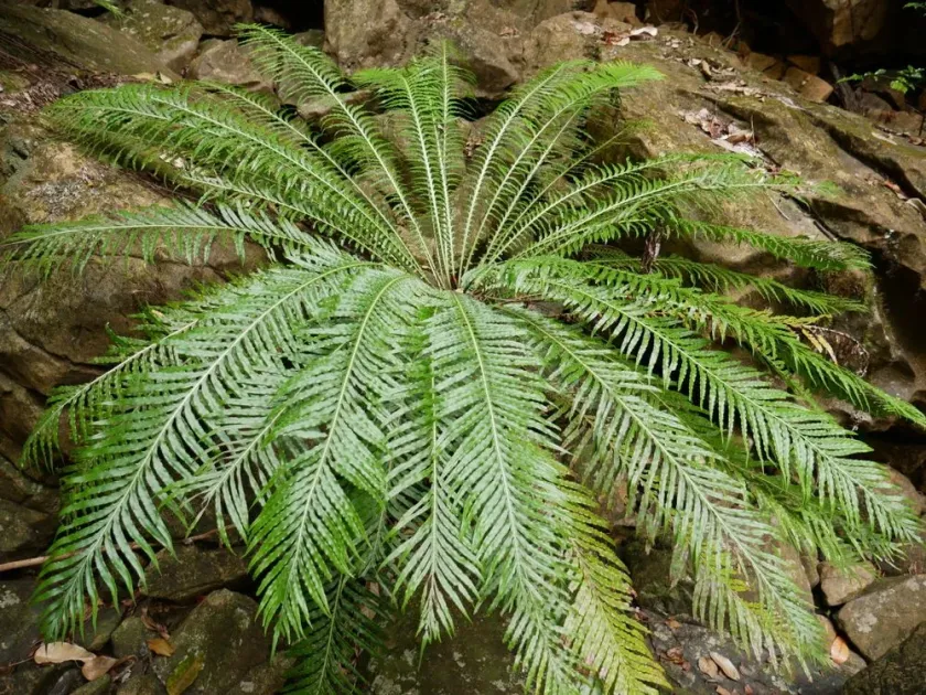 Silver Lady Fern