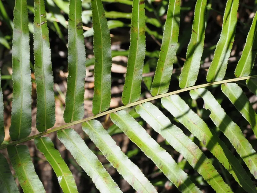 Blechnum indicum