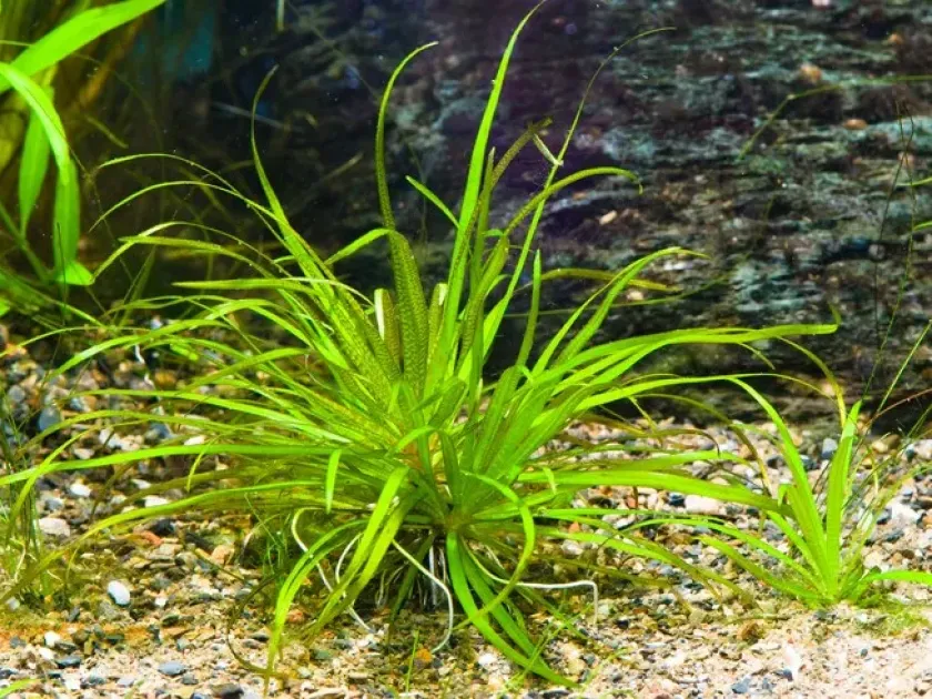 Japanese blyxa