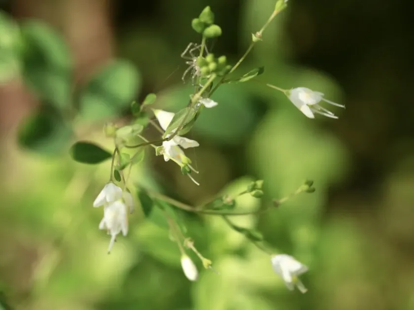 Boenninghausenia albiflora