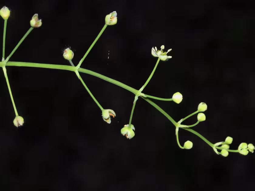 Burnatia enneandra