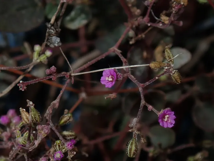 Boerhavia repens