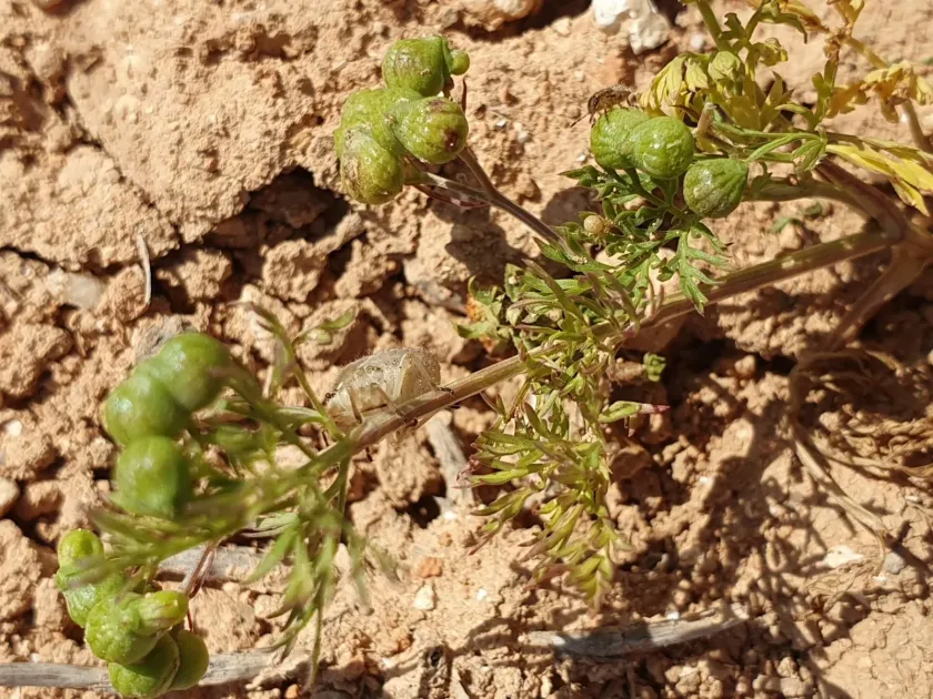 Bifora testiculata