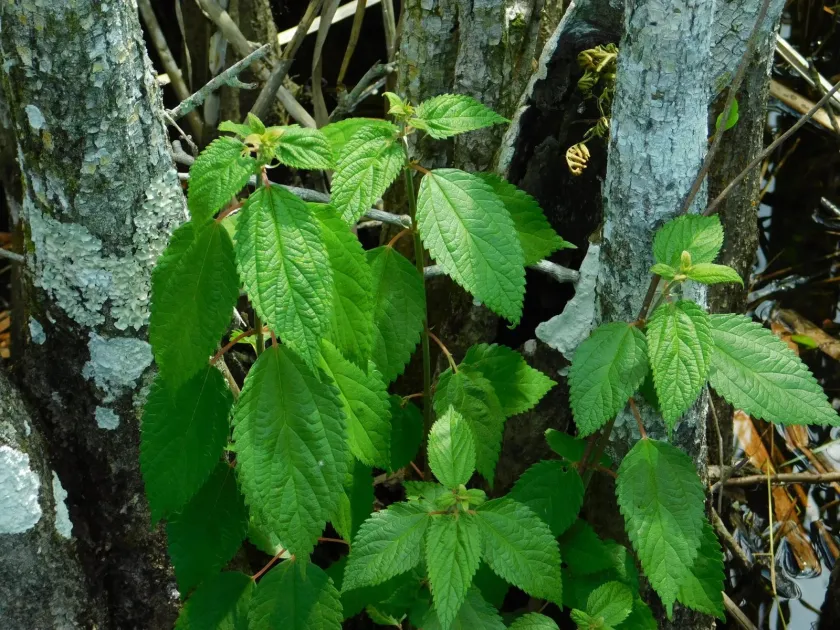 Boehmeria cylindrica
