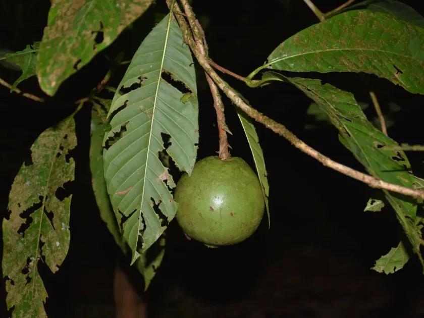 Alibertia patinoi