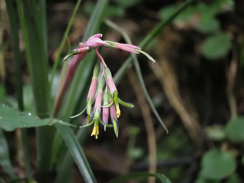 Billbergia nutans