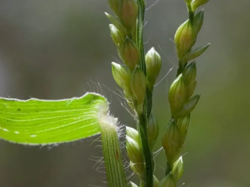 Brachiaria lata