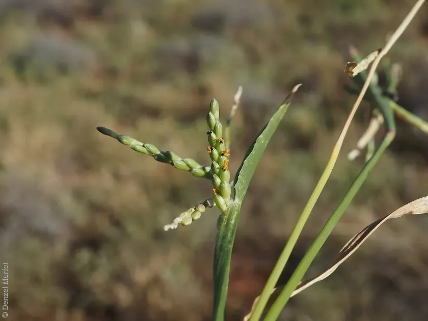 Brachiaria piligera