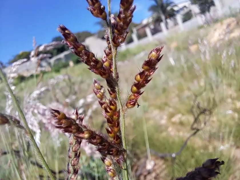Brachiaria serrata