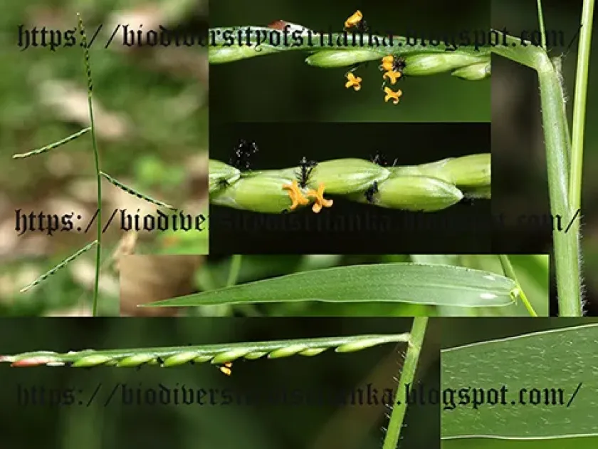 Brachiaria subquadripara