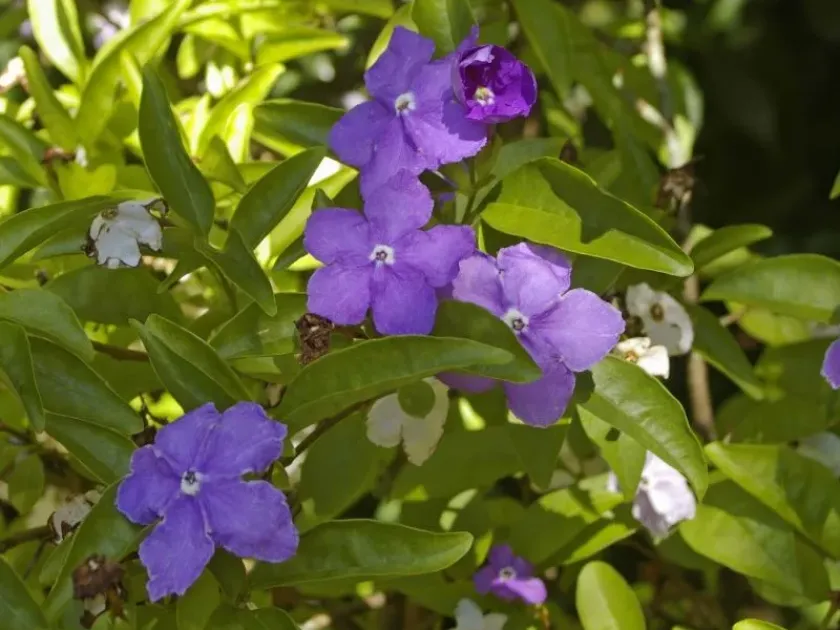 Brunfelsia brasiliensis