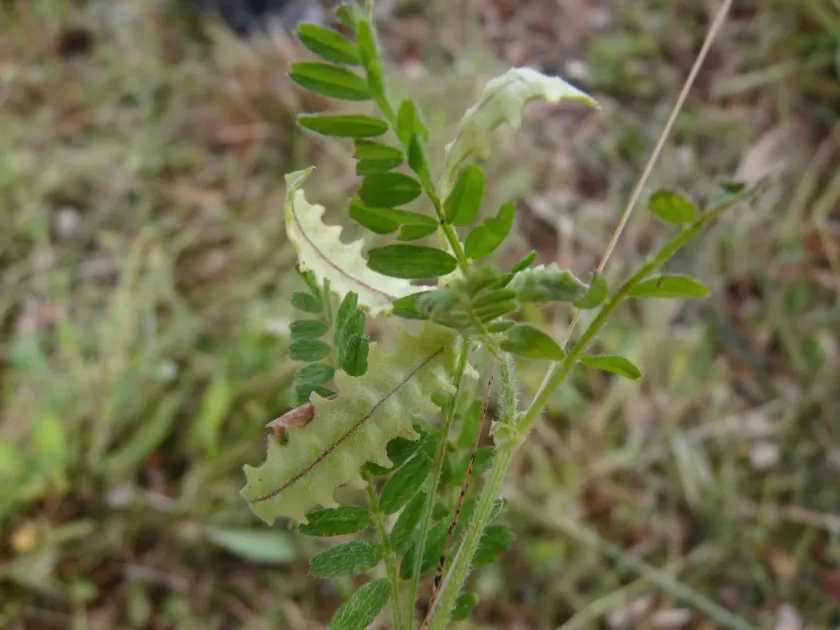 Astragalus pelecinus