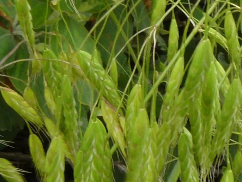 Short-awn brome