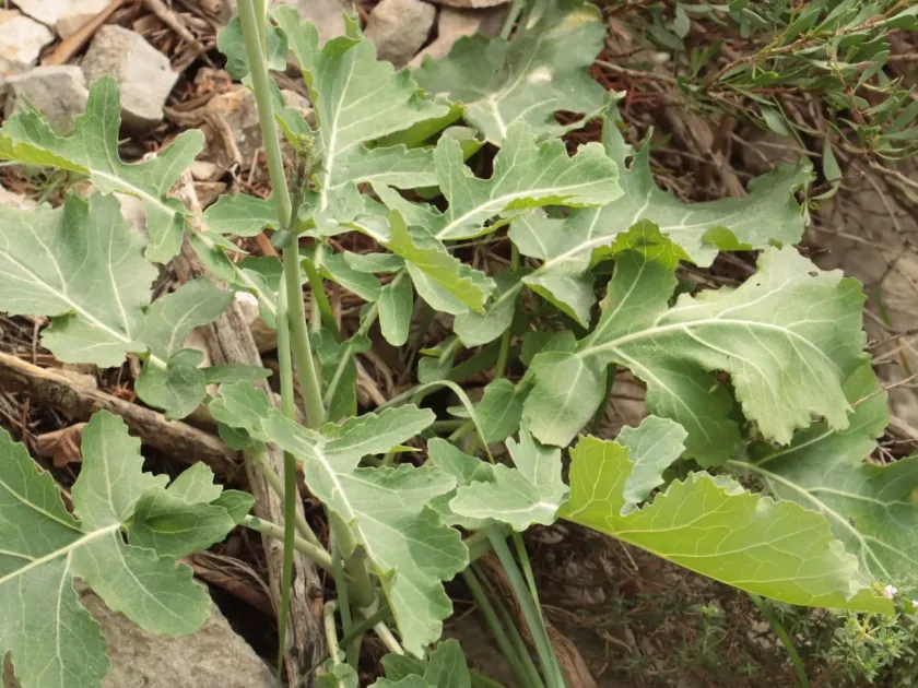 Mountain cabbage