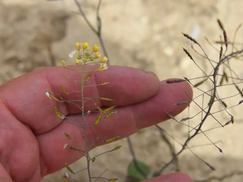 Brassica souliei
