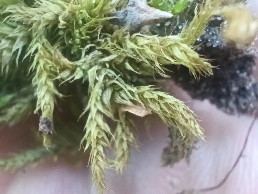 Smooth-stalked brachythecium