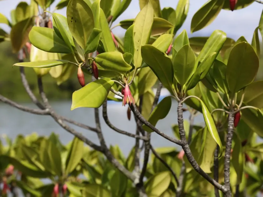 Bruguiera gymnorhiza