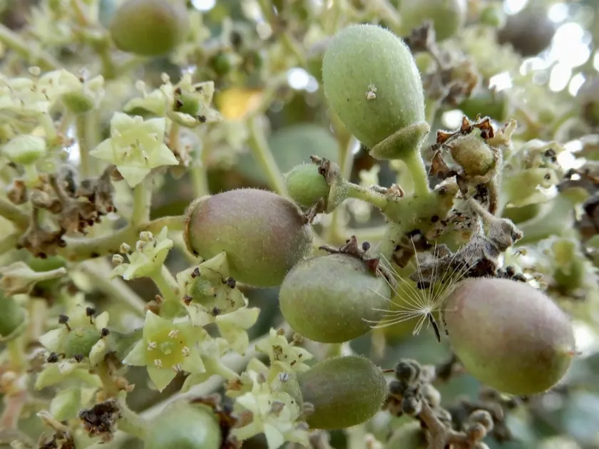 Buchanania lanzan