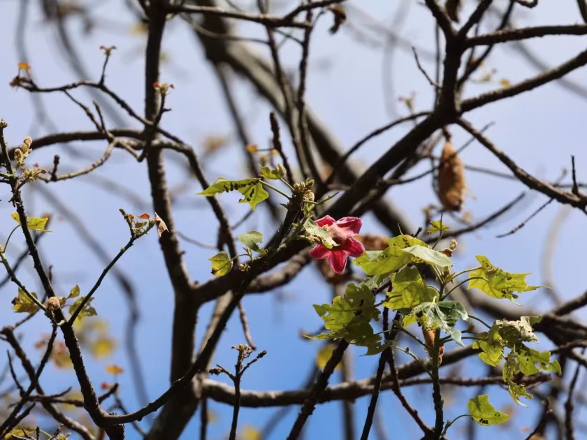 Brachychiton discolor