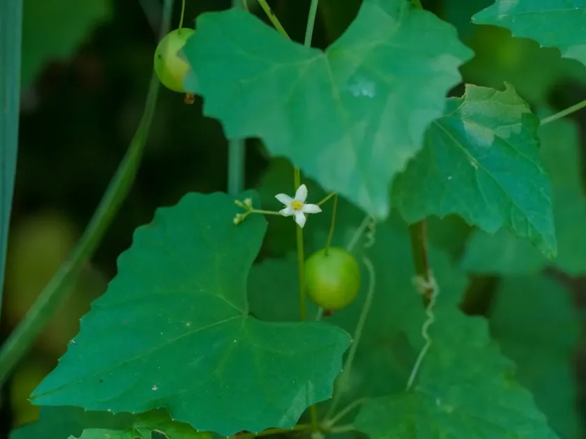 Japanese bryony