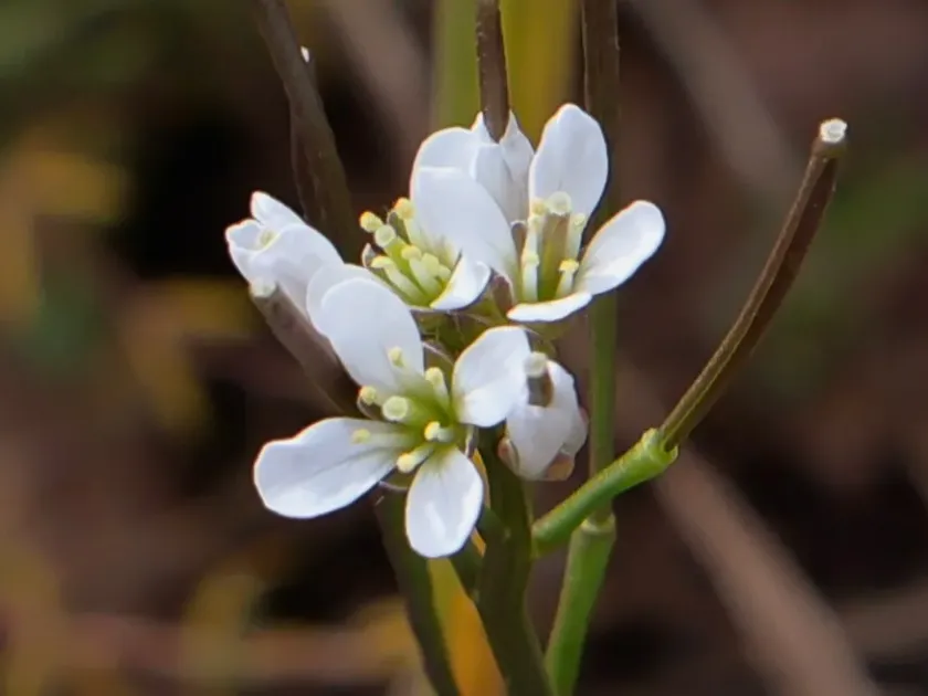 Wavy bittercress