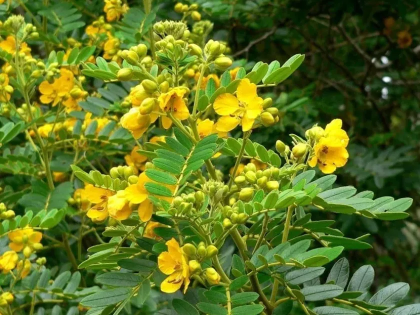 Cassia angustifolia