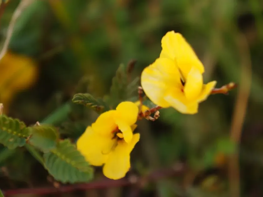 Chamaecrista chamaecristoides