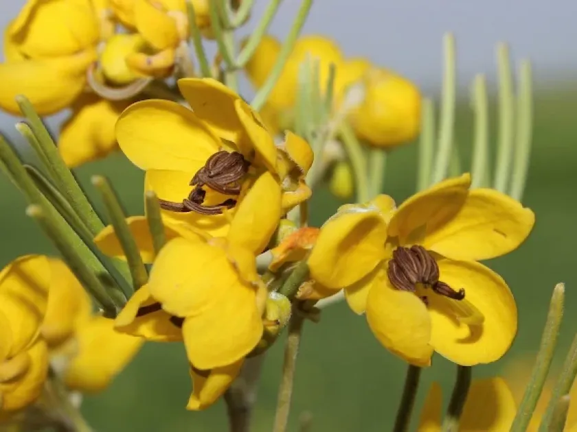 Cassia eremophila