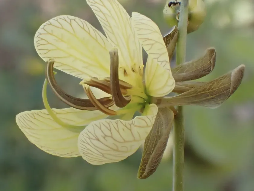 Senna italica