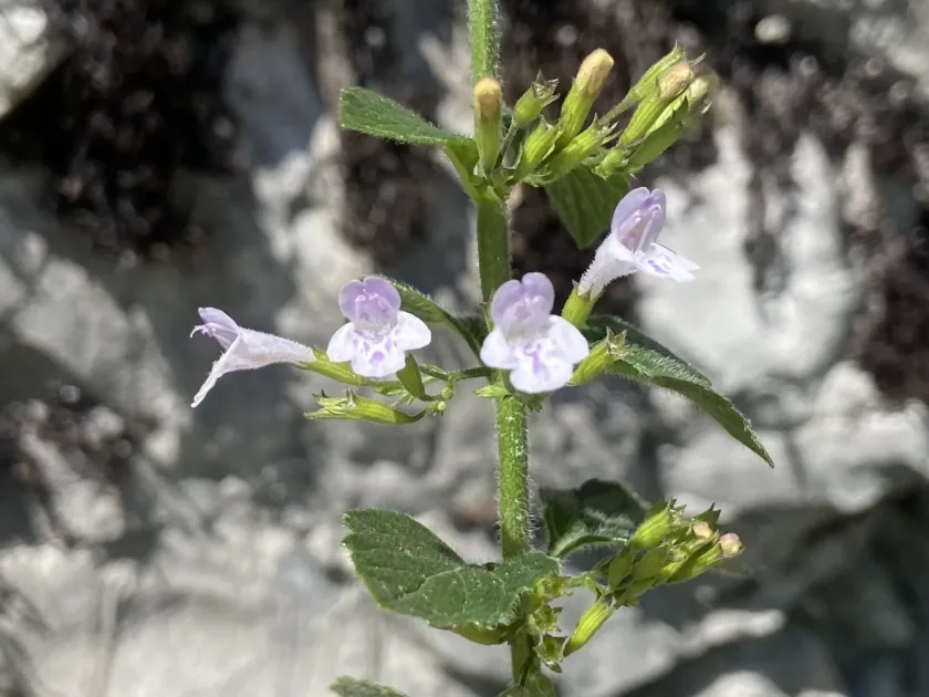 Clinopodium menthifolium