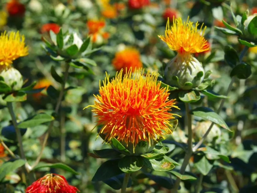 Saffron thistle