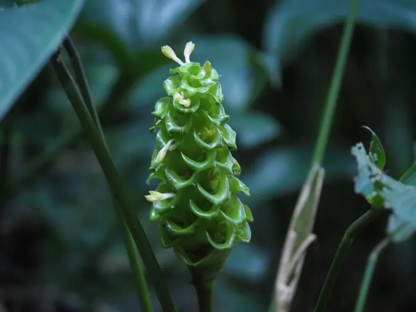 Calathea cylindrica