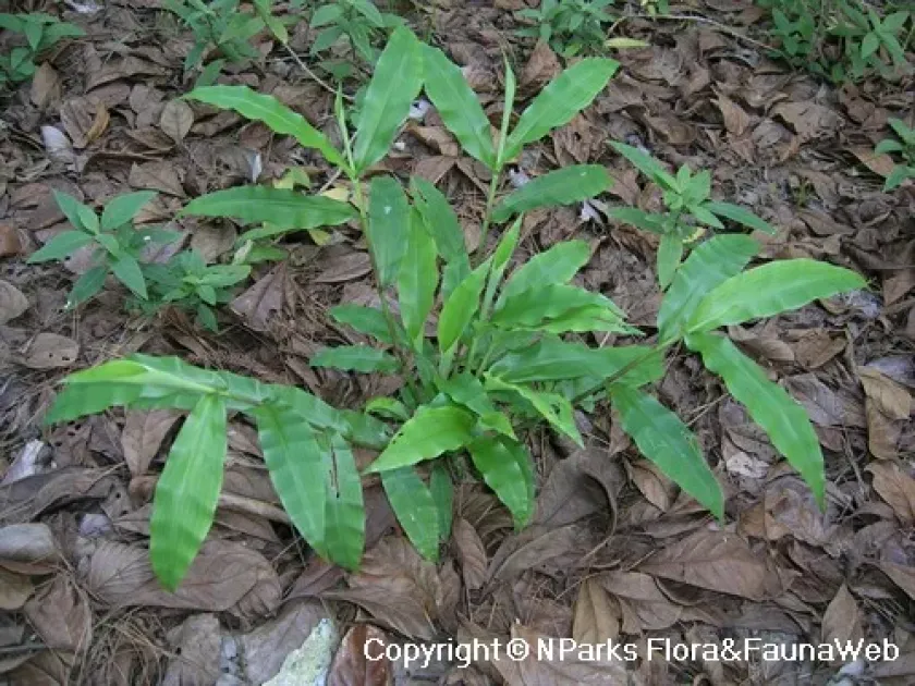 Centotheca lappacea