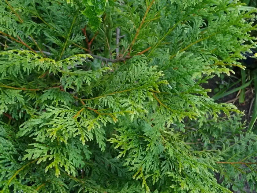 Chinese incense cedar