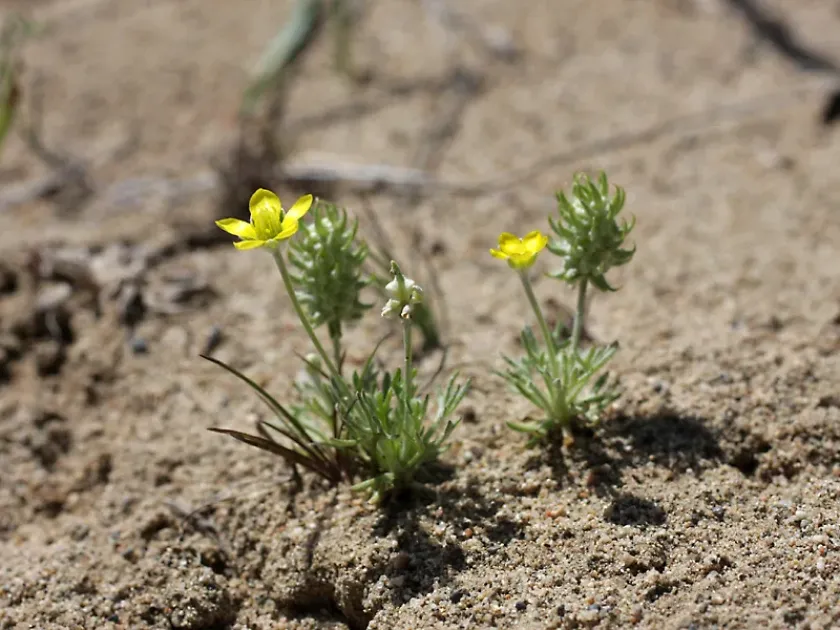 Ceratocephala falcata