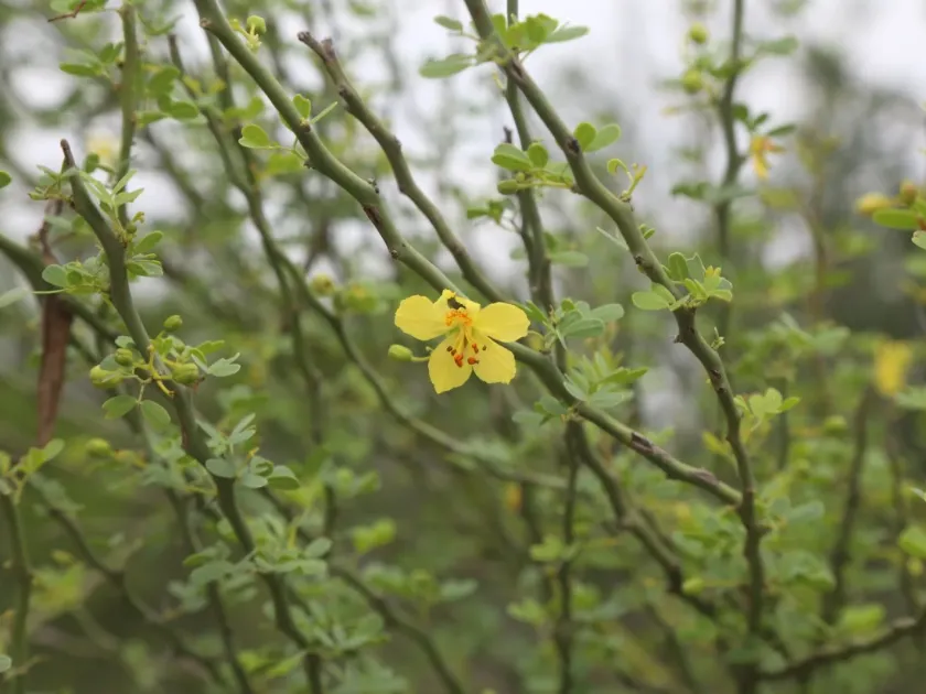 Texas palo verde