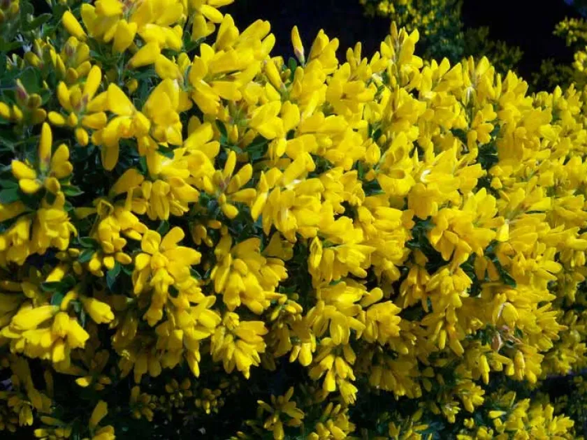 Prostrate broom